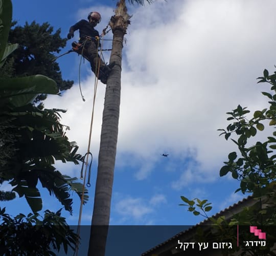 אדם גוזם עץ דקל גבוה עם ציוד בטיחות